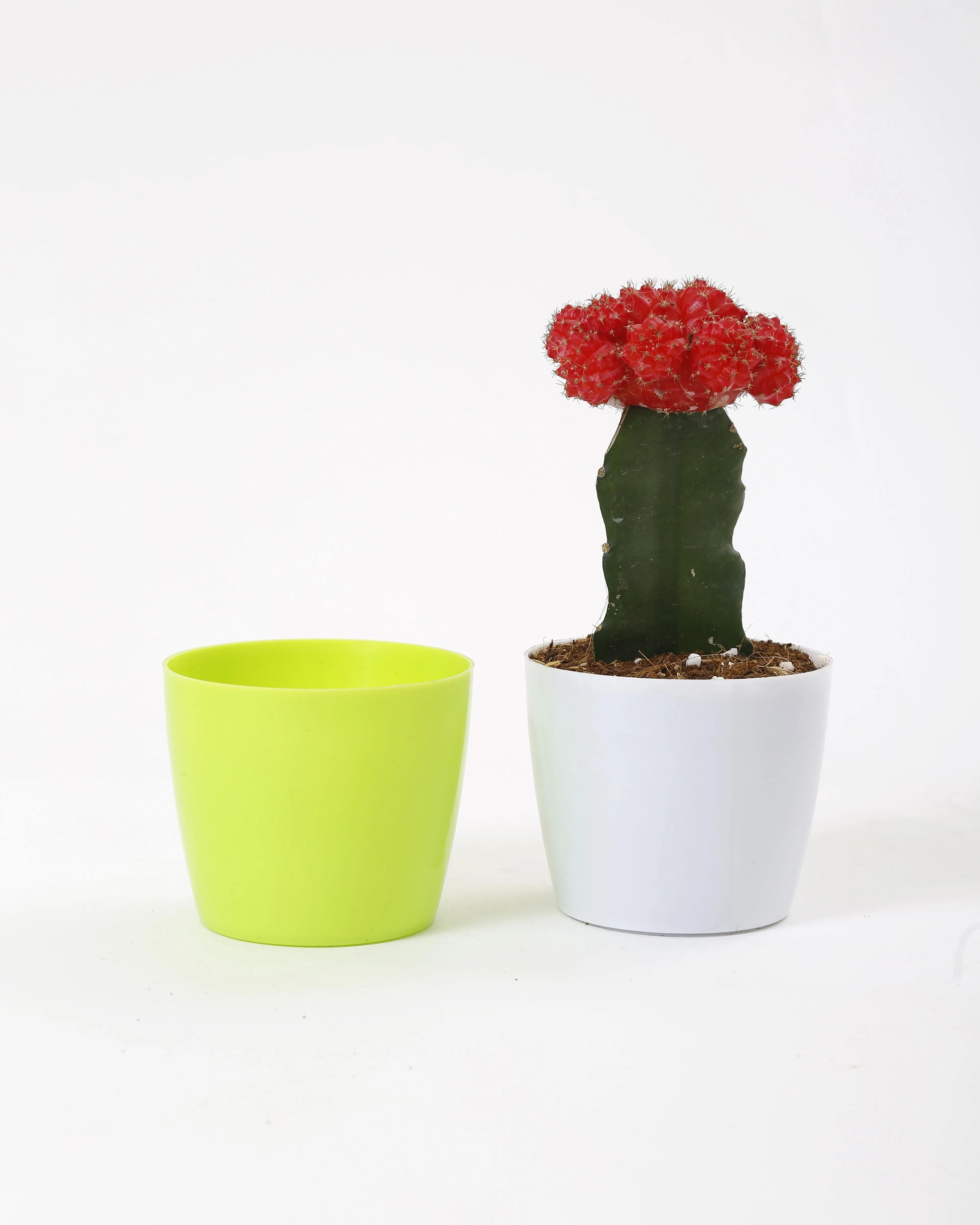 3.5 Inch Green Singapore Pot (90mm)