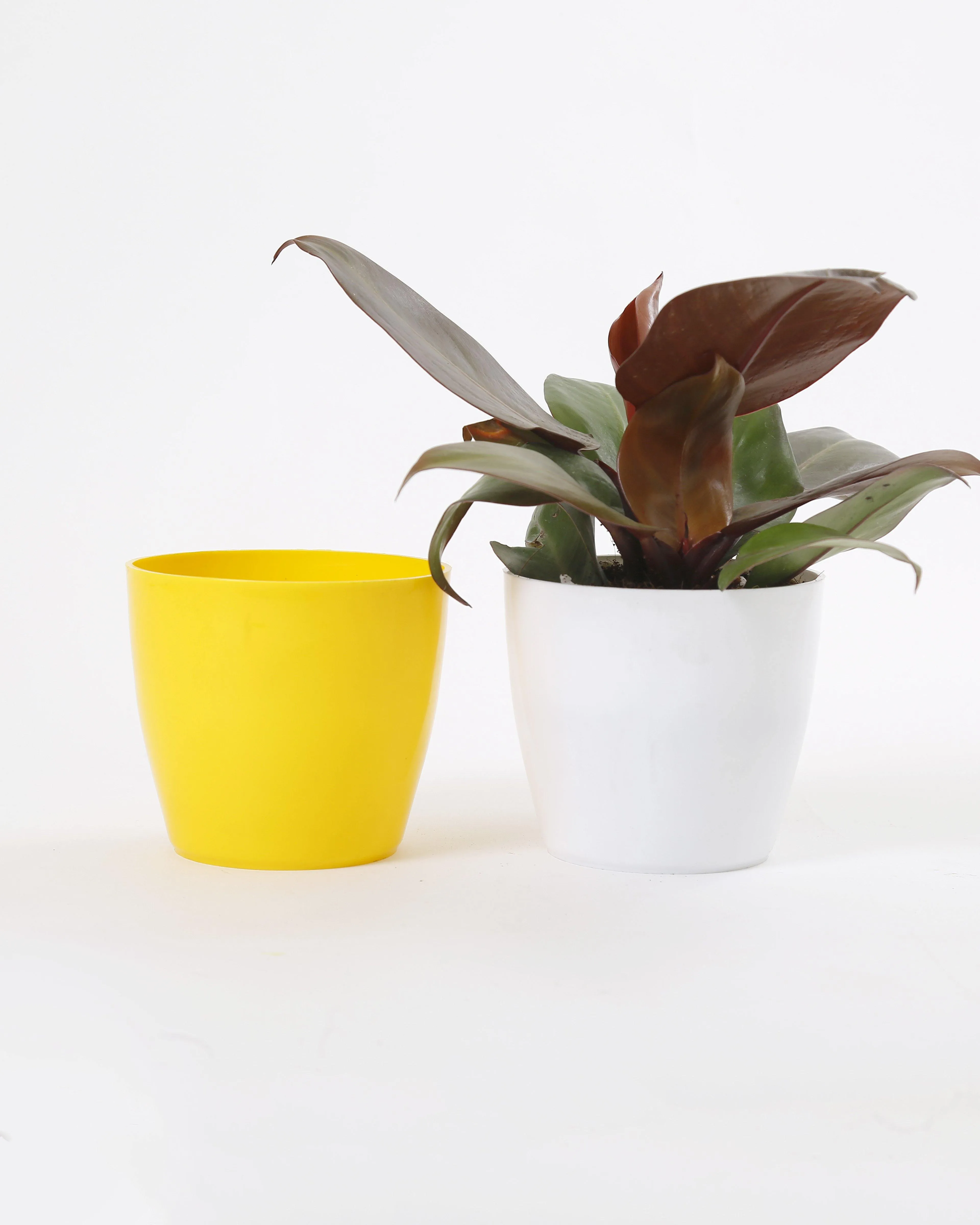 4 Inch Yellow Singapore Pot (105mm)