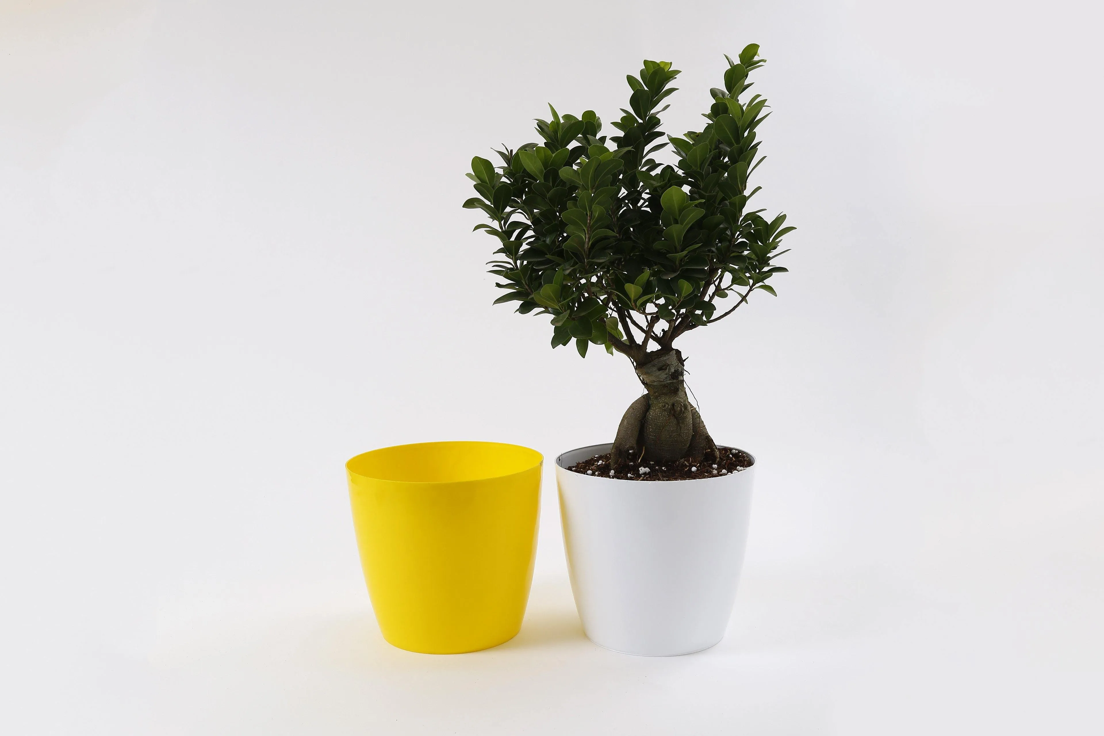 8.5 Inch Yellow Singapore Pot (220mm)