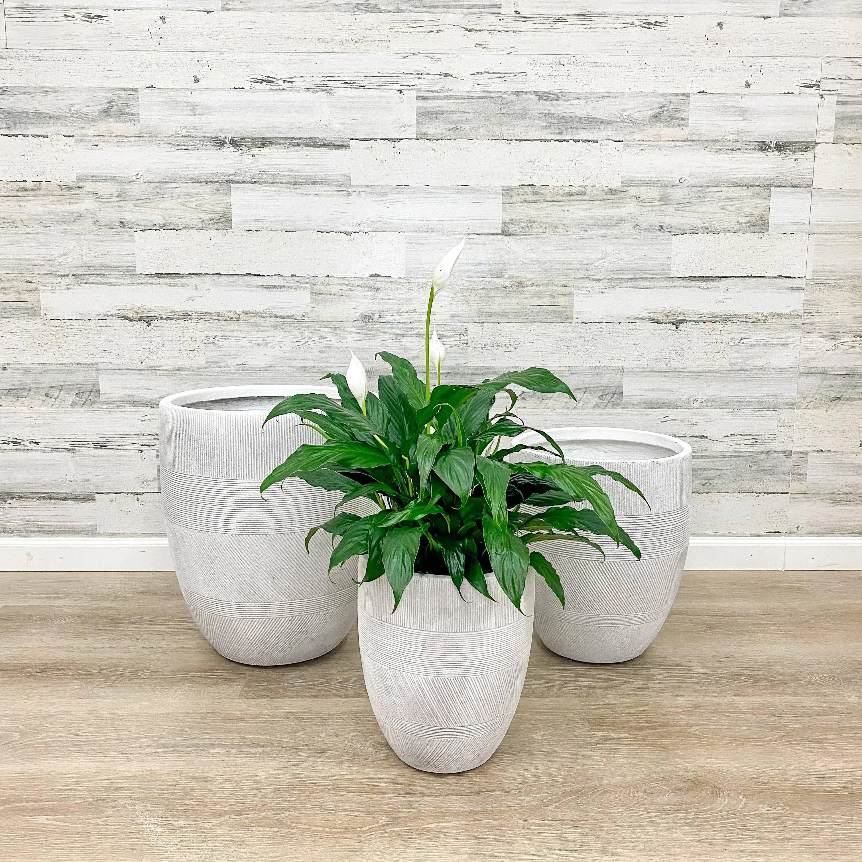 Fiberclay Mixed Stripe Planter - White - 11-inch