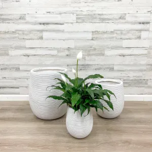 Fiberclay Striped Planter -  White - 9-inch